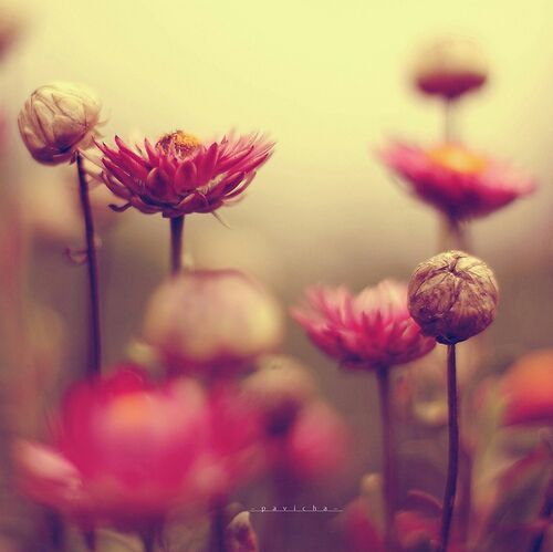 مدل رنگ روغن اورژینال